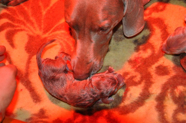 Photos des chiots première portée